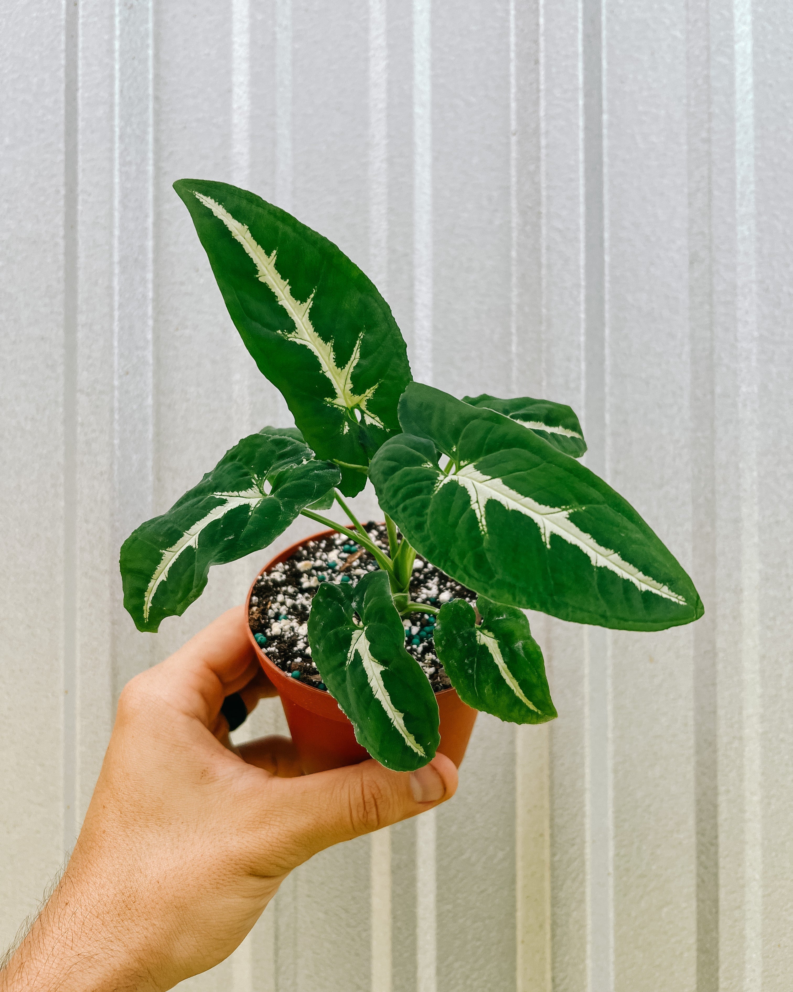 4" Syngonium 'Wendlandii'